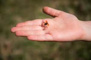 Leppäkerttu nousee kämmeneltä lentoon