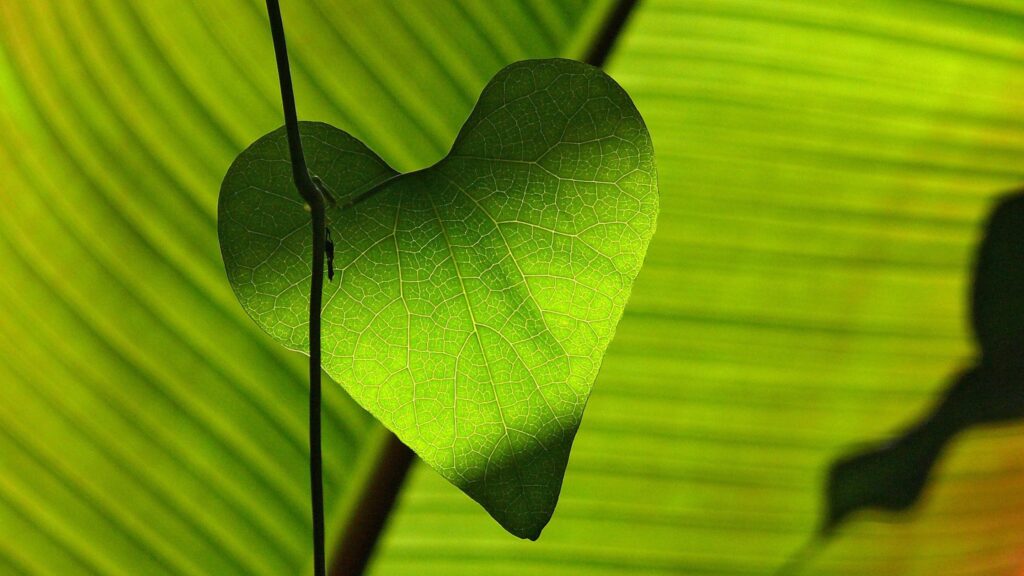 vihreä sydänlehti