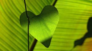 vihreä sydänlehti