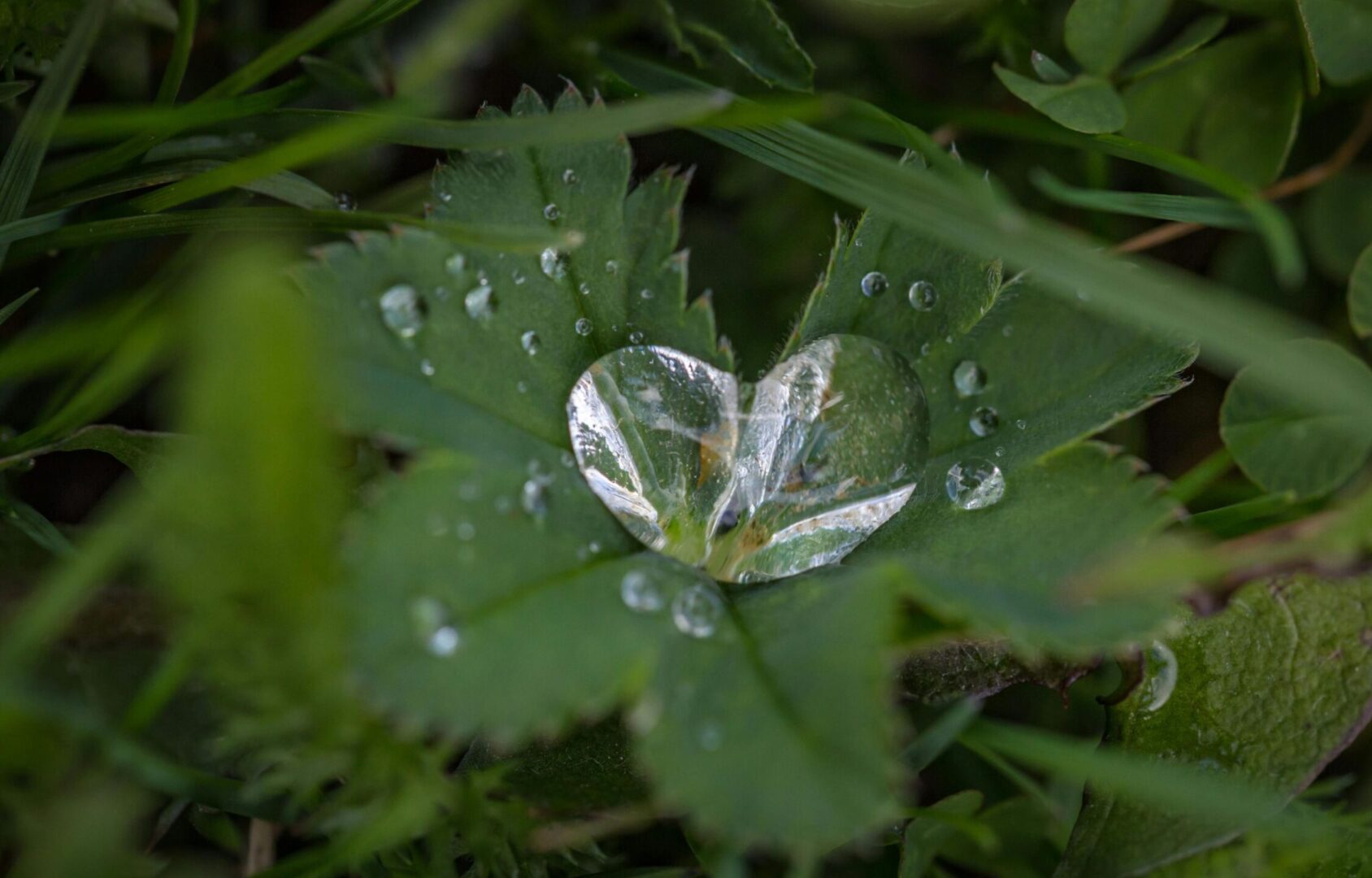 Sydämenmuotoinen vesipisara lehden päällä
