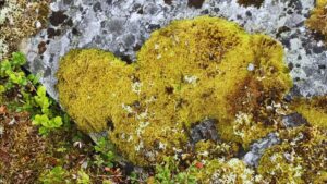 Sydämen muotoinen sammal