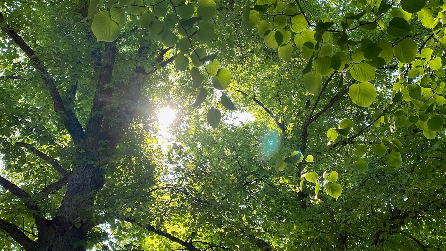 Kuvassa on iso puu vihreillä lehdillä, aurinko pilkistää lehtien raosta.