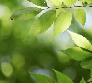 kuvassa oksia ja puiden lehtiä