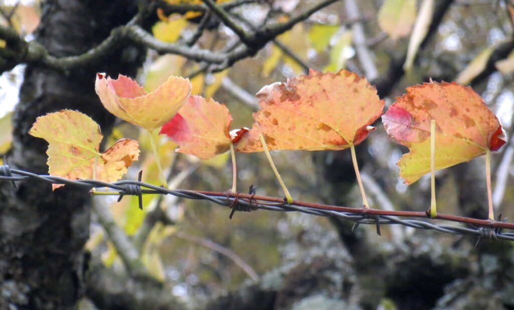 Syksyisiä lehtiä, oksa kasvaa piikkilankaa pitkin