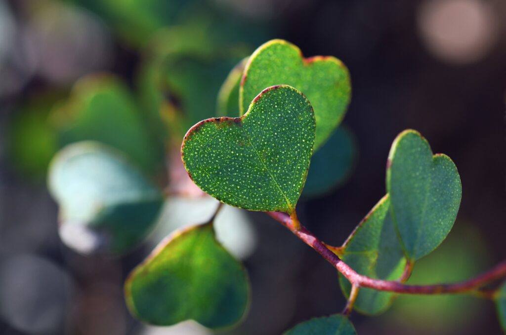 Vihreä sydämenmuotoinen lehti kasvissa