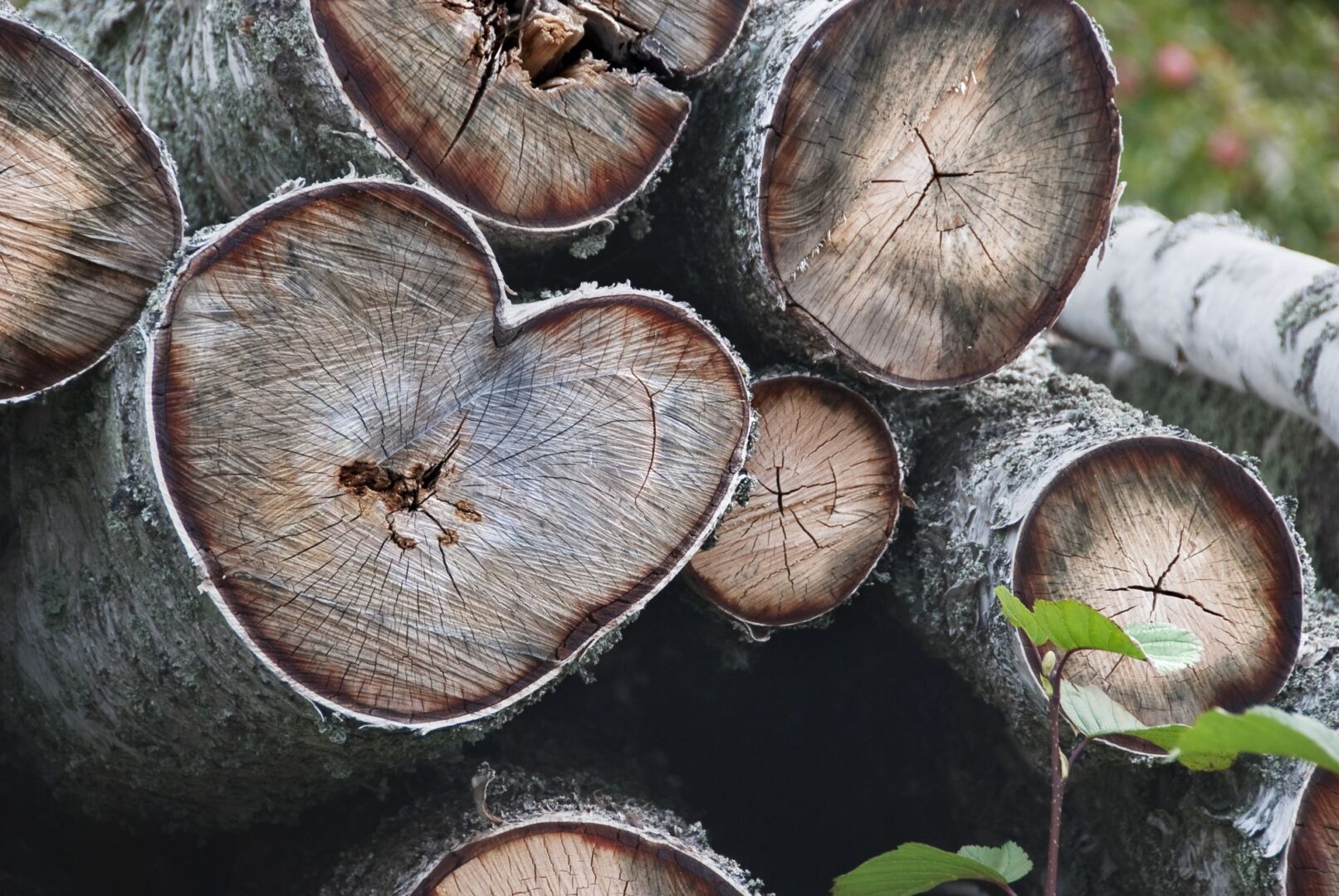 Tukkipuita pinossa, keskellä sydämenmuotoinen puu