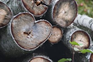 Tukkipuita pinossa, keskellä sydämenmuotoinen puu