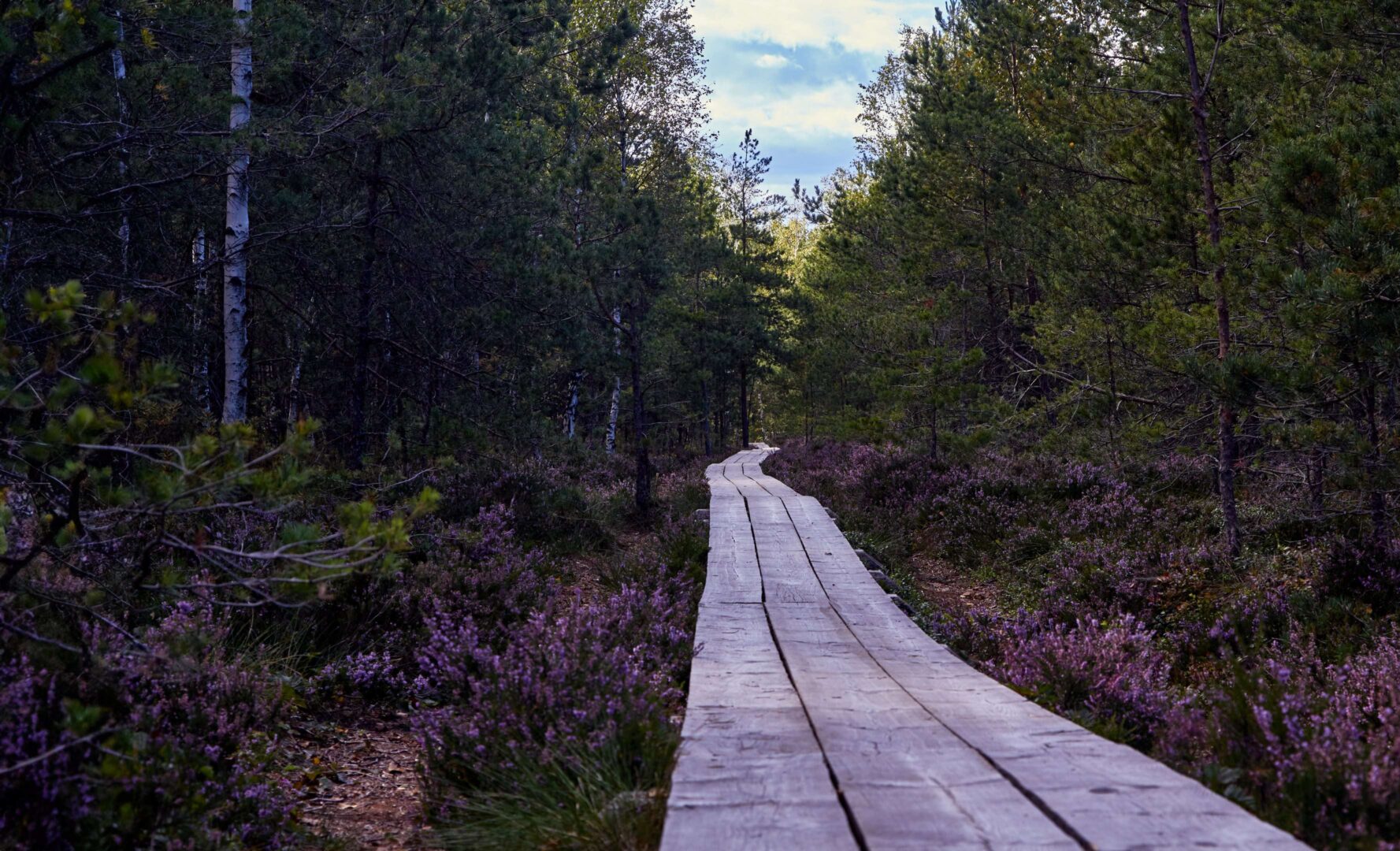 Pitkospuut metsässä