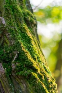 Sammaloitunut puunrunko, jonka takaa tulee valoa