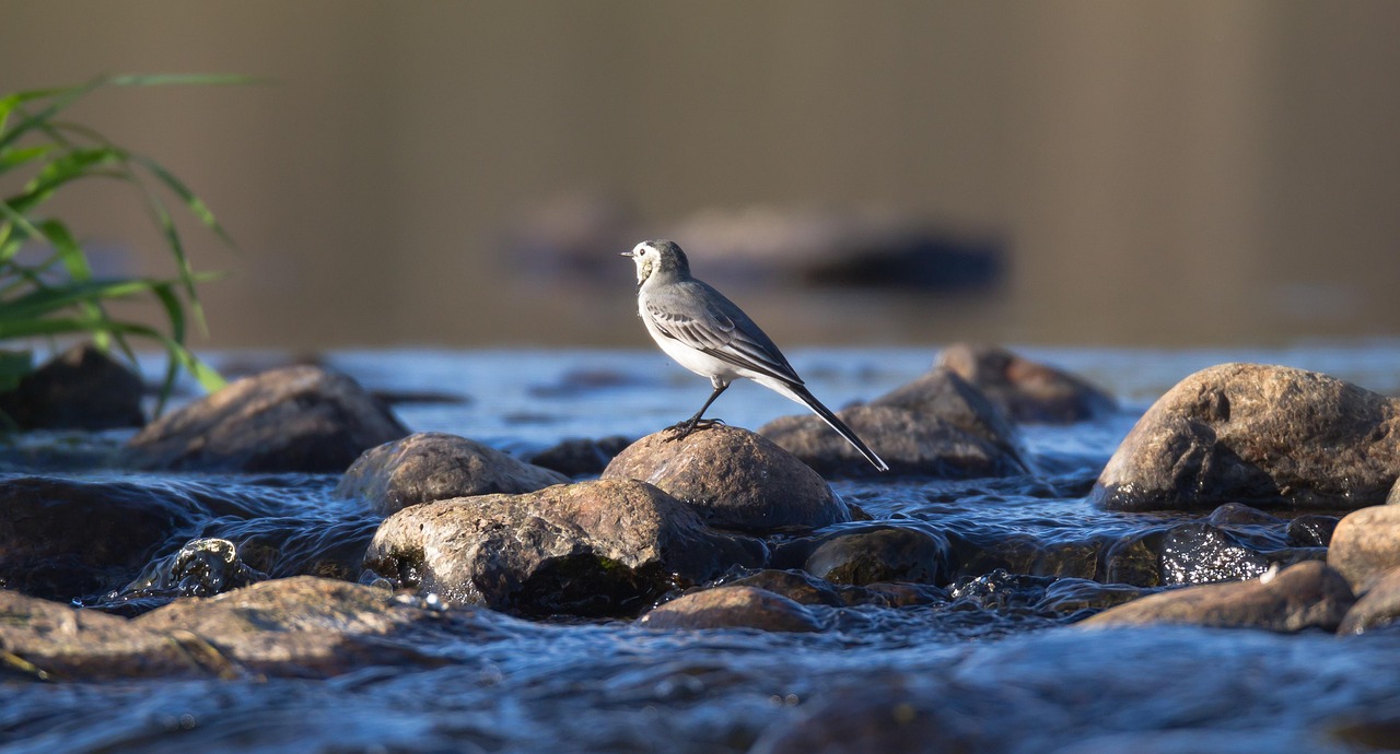 Lintu kivellä keskellä virtaavaa vettä