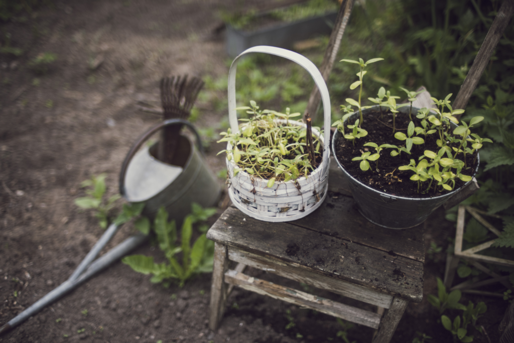 Kuvituskuva: istutuksia